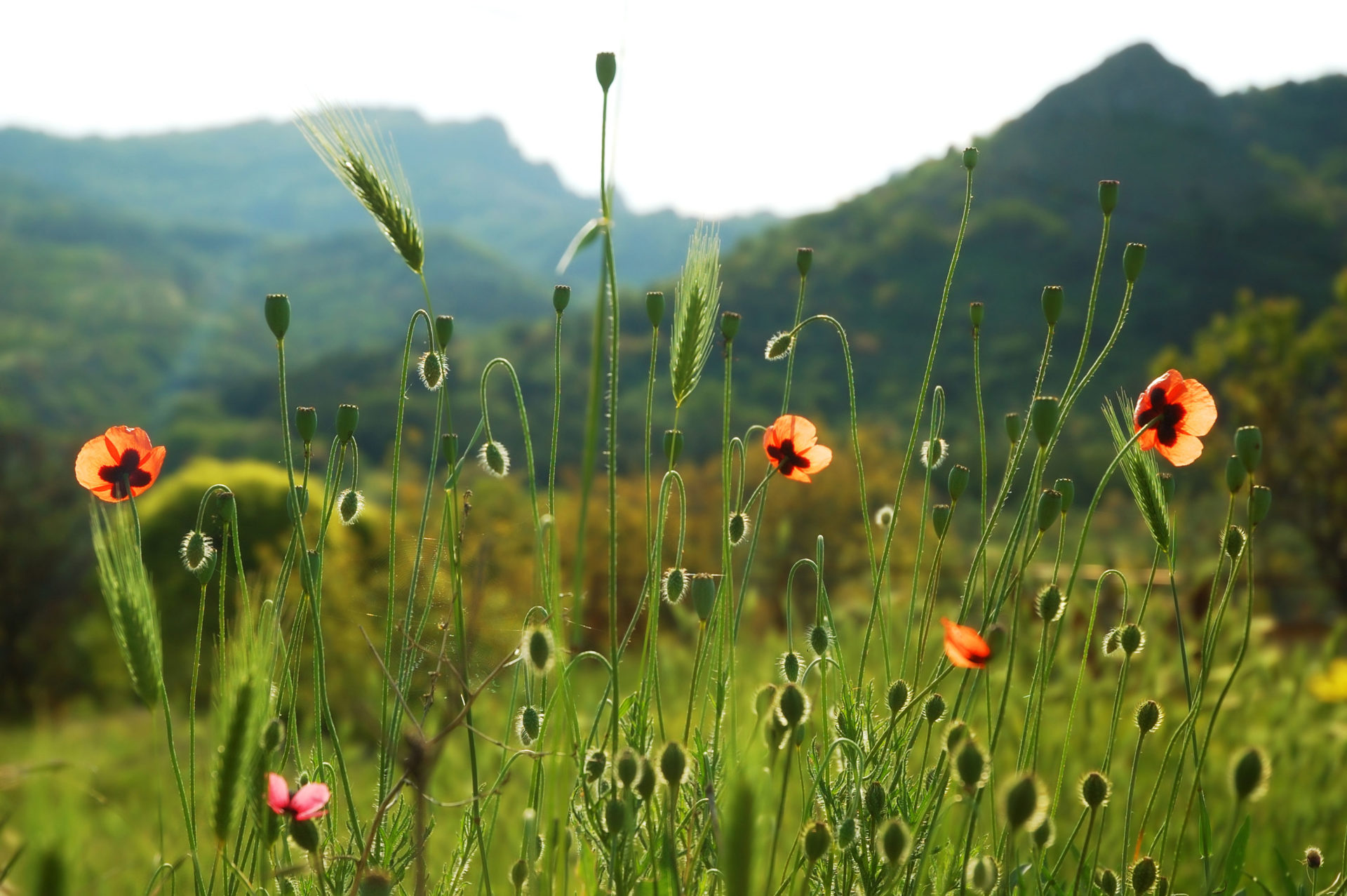 Nature Of Healing