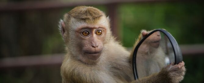 Image by Andre Mouton from Pixabay