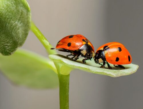 Ladybugs Galore! A Poem