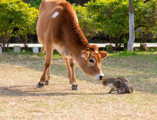 Cow Flu to Cat Flu: The New Science