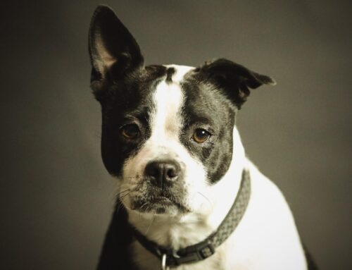 The Dirt on Lyme Disease Part II: Dogs