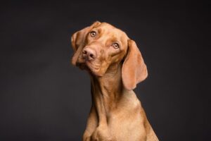 Image by <a href="https://pixabay.com/users/vizslafotozas-9868721/?utm_source=link-attribution&utm_medium=referral&utm_campaign=image&utm_content=3277416">Péter Göblyös</a> from <a href="https://pixabay.com//?utm_source=link-attribution&utm_medium=referral&utm_campaign=image&utm_content=3277416">Pixabay</a>