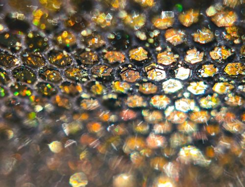 Graphene Oxide